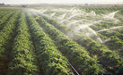 Crop irrigation.